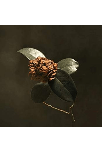 St. Paul & The Broken Bones - Young Sick Camellia CD - omot