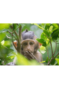 Pardon me ( Small Ape) 3D Razglednica - slika proizvoda
