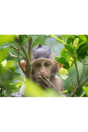 Pardon me ( Small Ape) 3D Razglednica - slika proizvoda