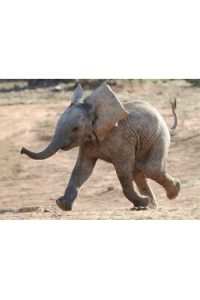 BABY ELEPHANT - slika proizvoda