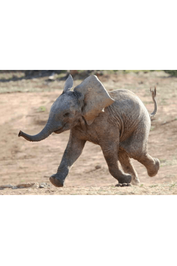 BABY ELEPHANT - slika proizvoda