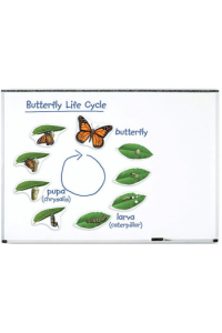 Životni ciklus leptira/Veliki magnetni komplet LSP6043