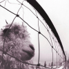 Pearl Jam – VS. (180g legacy vinyl) (LP) glazbeno izdanje