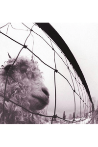 Pearl Jam – VS. (180g legacy vinyl) (LP) glazbeno izdanje