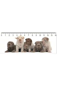 SHAR PEI PARTY - slika proizvoda