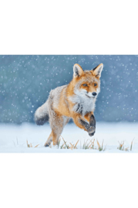 Running Fox 3D Razglednica