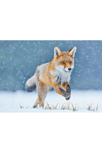 Running Fox 3D Razglednica - slika proizvoda