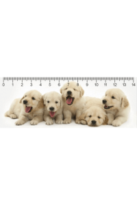 RETRIEVER PUPPIES DEEP - slika proizvoda
