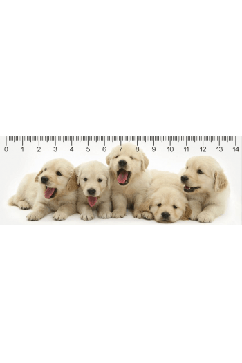 RETRIEVER PUPPIES DEEP - slika proizvoda
