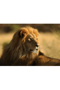 LION - slika proizvoda