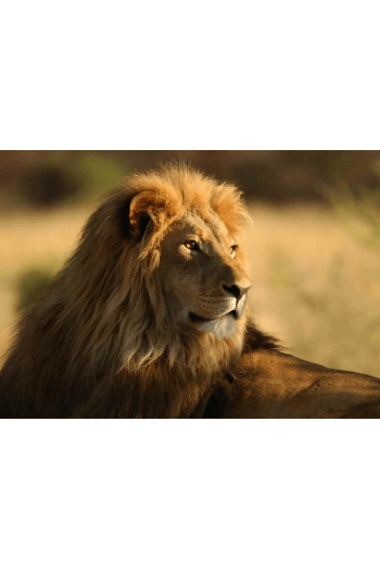 LION - slika proizvoda