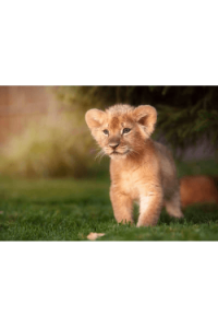 Lion Prince 3D - slika proizvoda