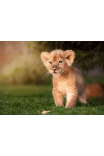 Lion Prince 3D - slika proizvoda