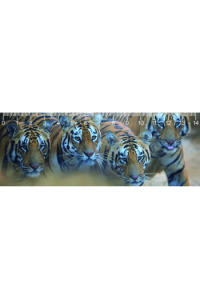 Bengal Tigers DEEP 3d