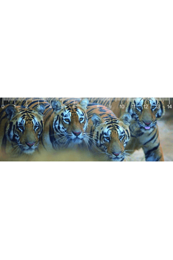 Bengal Tigers DEEP 3d - slika proizvoda