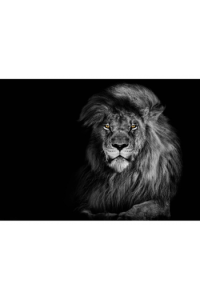 Lion B&W 3D Razglednica