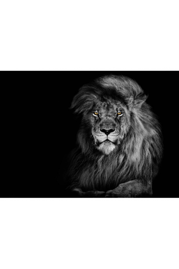 Lion B&W 3D Razglednica - slika proizvoda