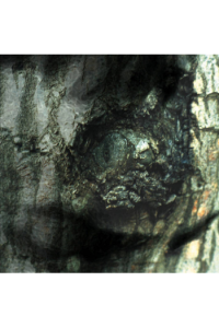 Yann Tiersen - The Waltz Of The Monsters 1995 LP - omot